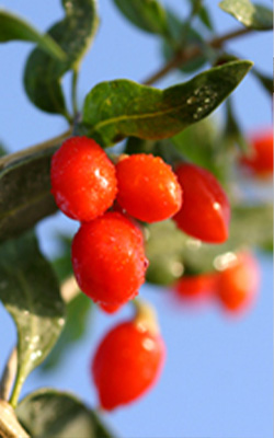 goji berries