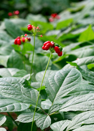 ginseng plant